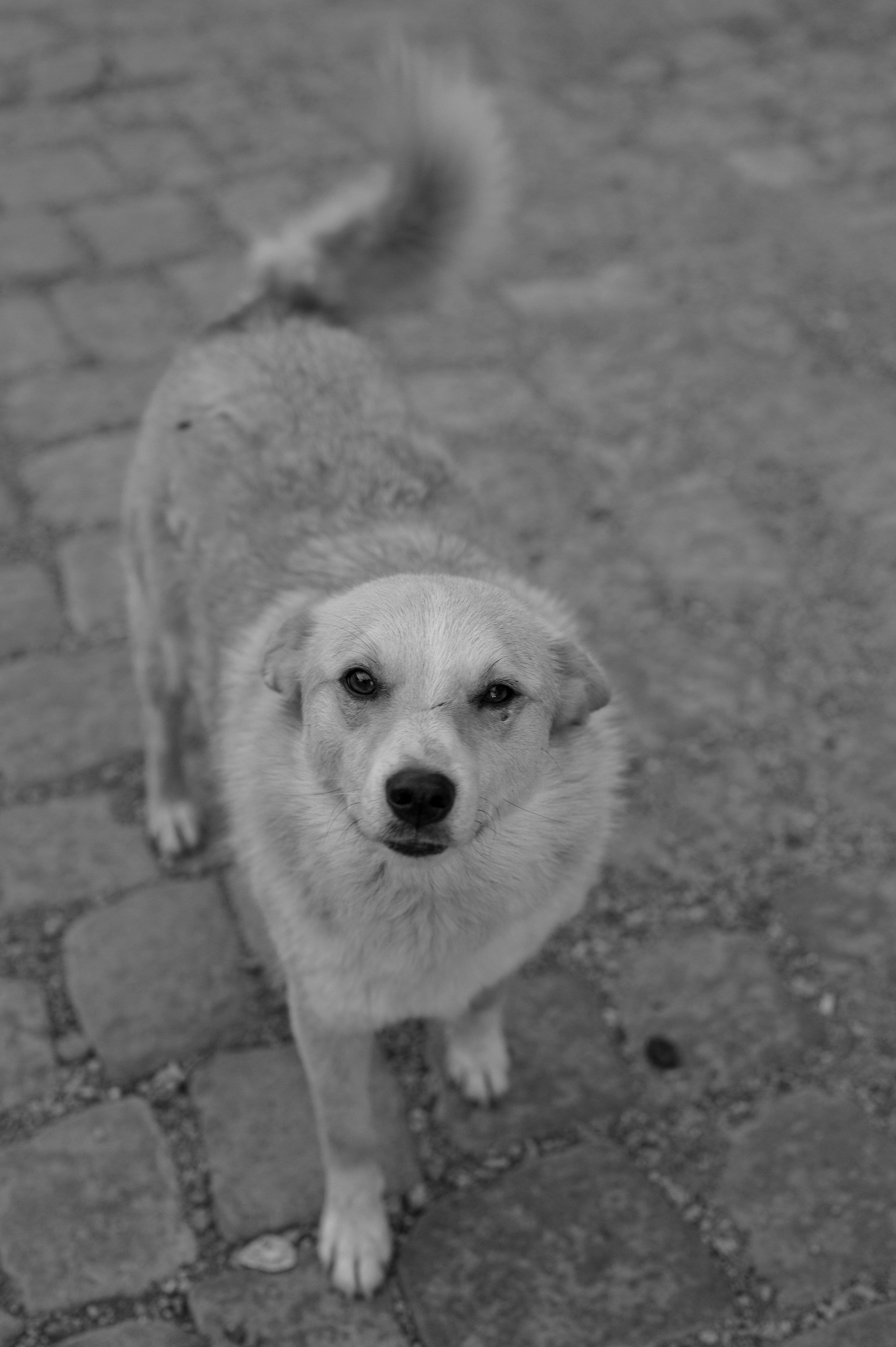 Perro perdido - ayudanos a encontrarlo